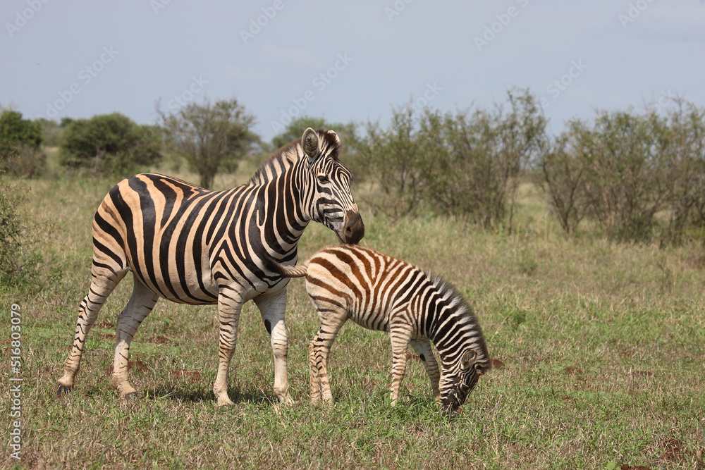 Steppenzebra / Burchell's Zebra / Equus burchellii Steppenzebra / Burchell's Zebra / Equus burchellii