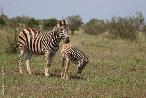 Steppenzebra   Burchell s Zebra   Equus burchellii