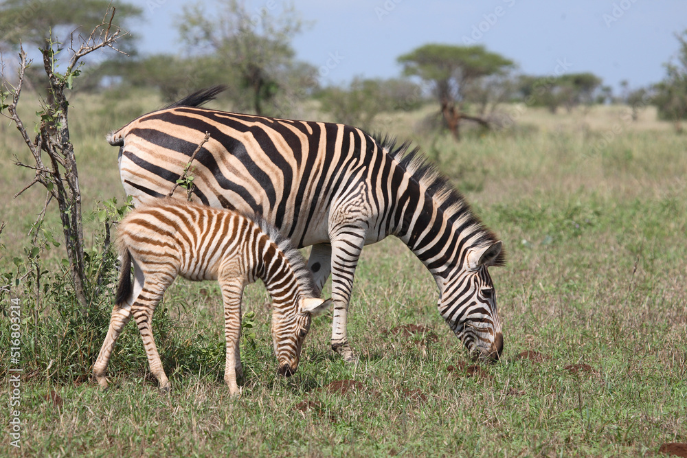 Steppenzebra / Burchell's Zebra / Equus burchellii Steppenzebra / Burchell's Zebra / Equus burchellii