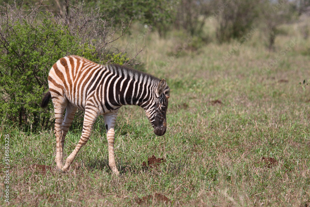Obraz premium Steppenzebra / Burchell's Zebra / Equus burchellii