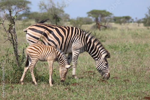 Steppenzebra   Burchell s Zebra   Equus burchellii