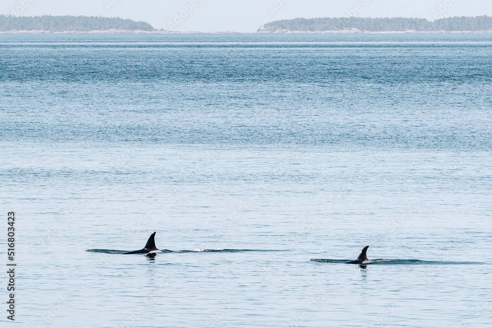Fototapeta premium Endangered Southern Resident Killer Whales J37 and J46