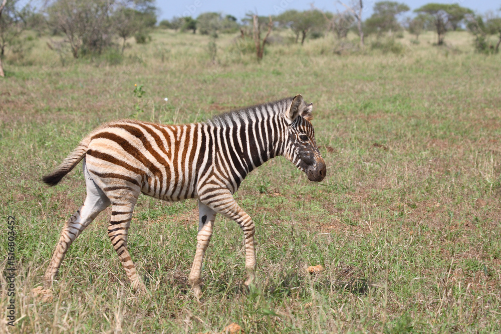 Naklejka premium Steppenzebra / Burchell's Zebra / Equus burchellii