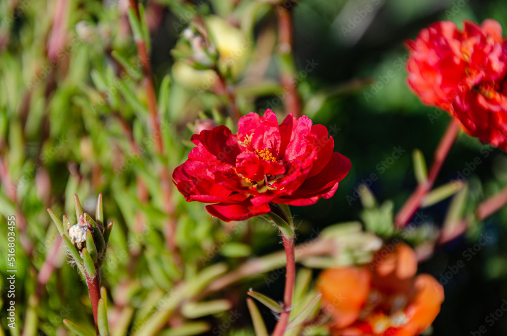 Beautiful multi-colored purslane flowers in the garden on a summer day. The beauty and diversity of flowers.