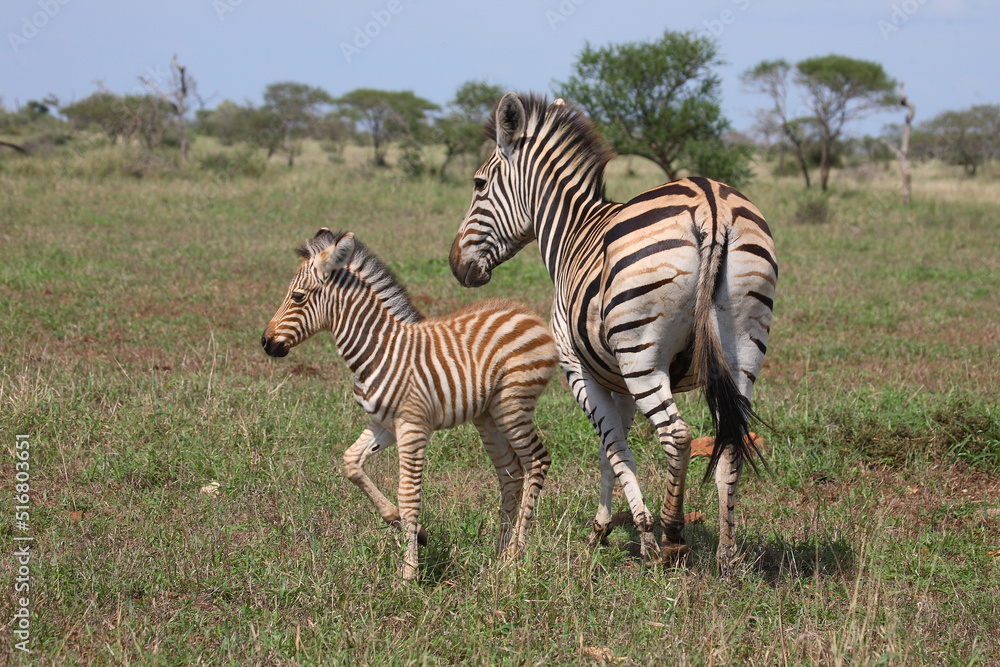 Fototapeta premium Steppenzebra / Burchell's Zebra / Equus burchellii