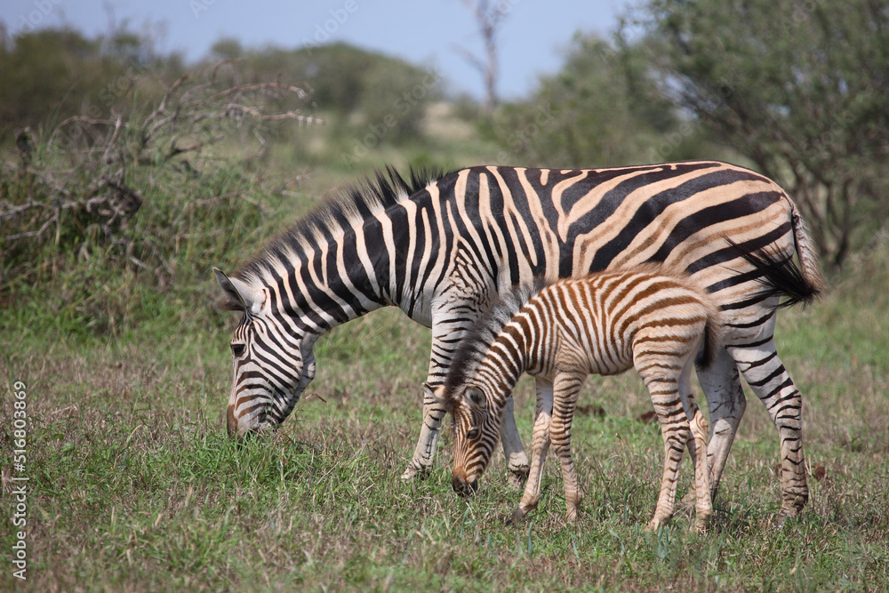 Steppenzebra / Burchell's Zebra / Equus burchellii Steppenzebra / Burchell's Zebra / Equus burchellii