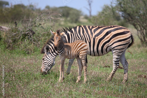 Steppenzebra / Burchell's Zebra / Equus burchellii