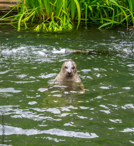 Harbor Seal (Phoca vitulina) with his head above green water photo