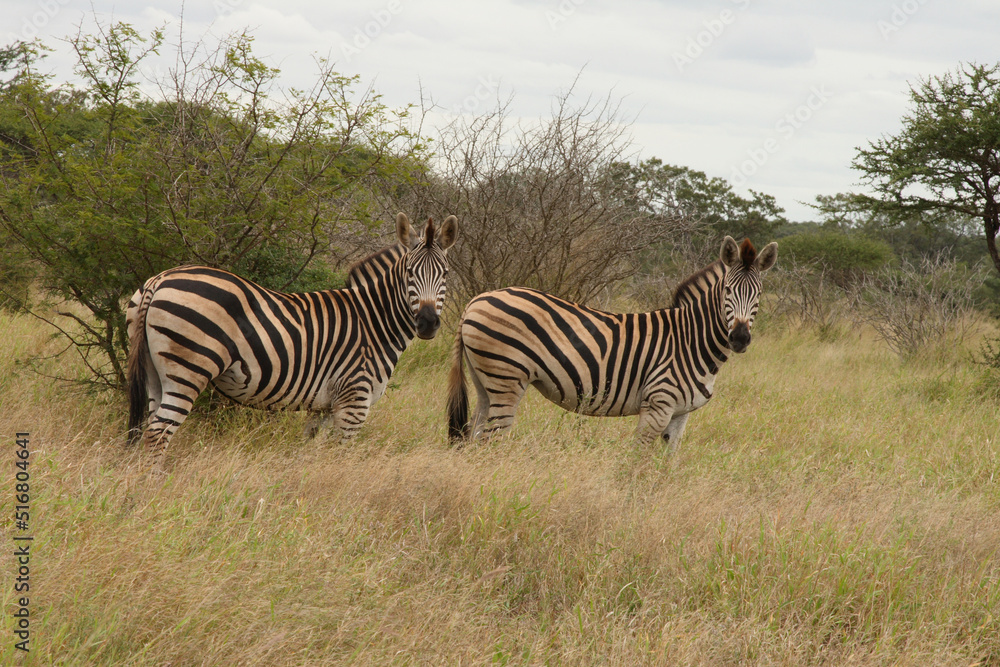 Steppenzebra / Burchell's Zebra / Equus burchellii Steppenzebra / Burchell's Zebra / Equus burchellii