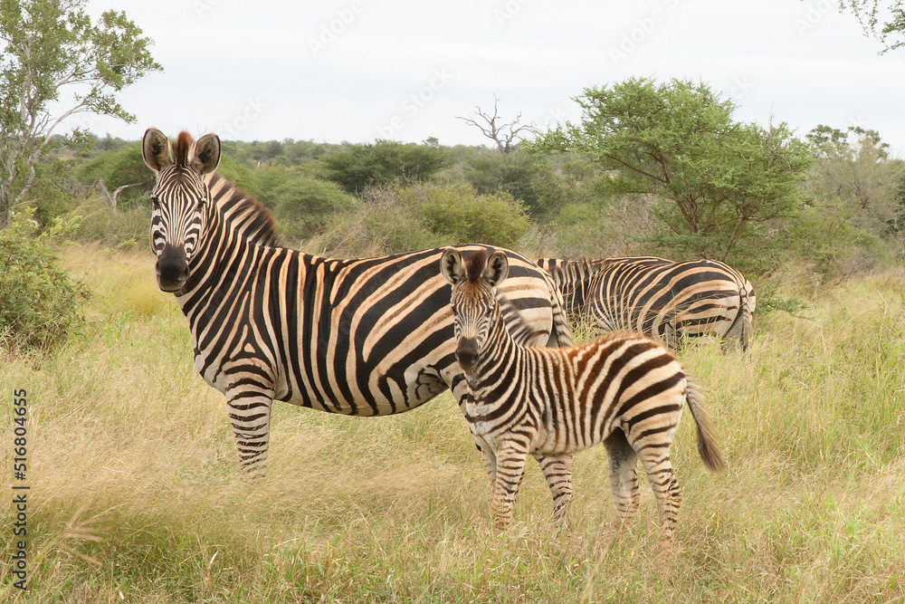 Steppenzebra / Burchell's Zebra / Equus burchellii Steppenzebra / Burchell's Zebra / Equus burchellii
