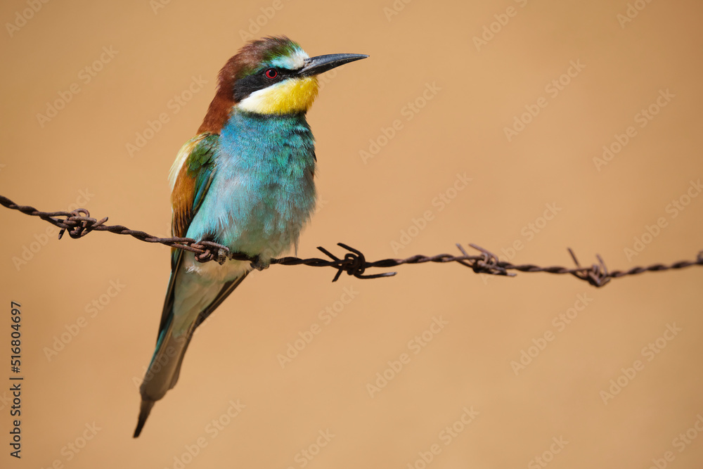 European bee eater sitting on barbed wire European bee eater sitting on barbed wire