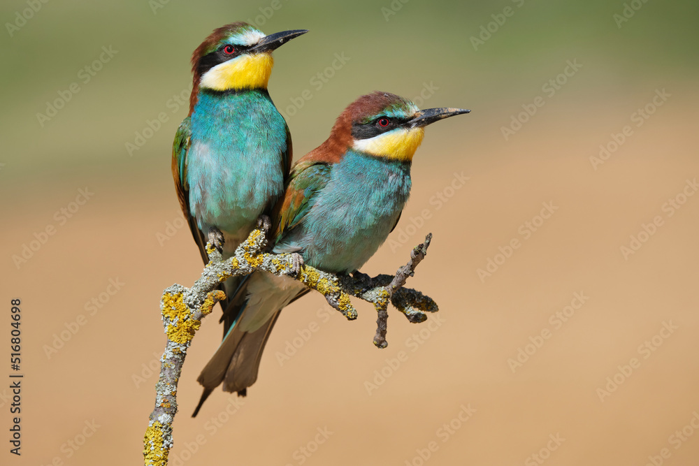 Pair of European bee eaters on twig Pair of European bee eaters on twig