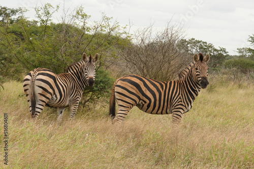 Steppenzebra   Burchell s Zebra   Equus burchellii