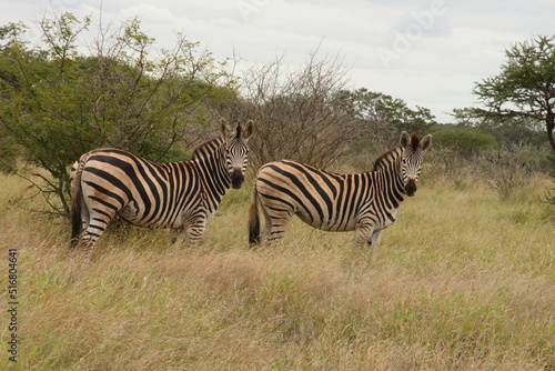 Steppenzebra   Burchell s Zebra   Equus burchellii