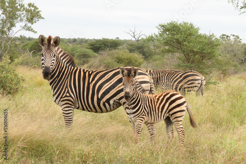 Steppenzebra   Burchell s Zebra   Equus burchellii