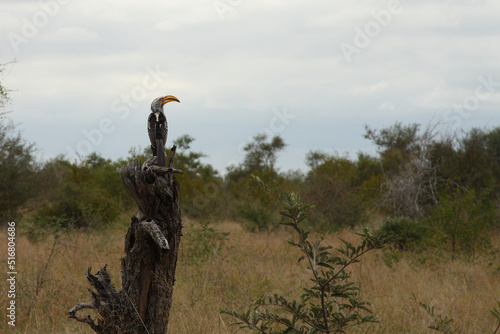 Südlicher Gelbschnabeltoko / Southern yellow-billed hornbill / Tockus leucomelas photo