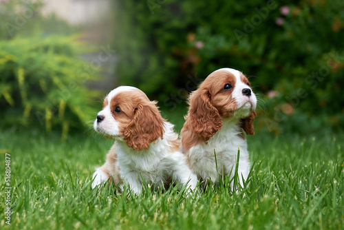 Obraz na płótnie two puppies of breed cavalier king charles spaniel sit on a green lawn w salonie
