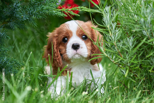 Photo Porter puppy breed cavalier king charles spaniel close-up