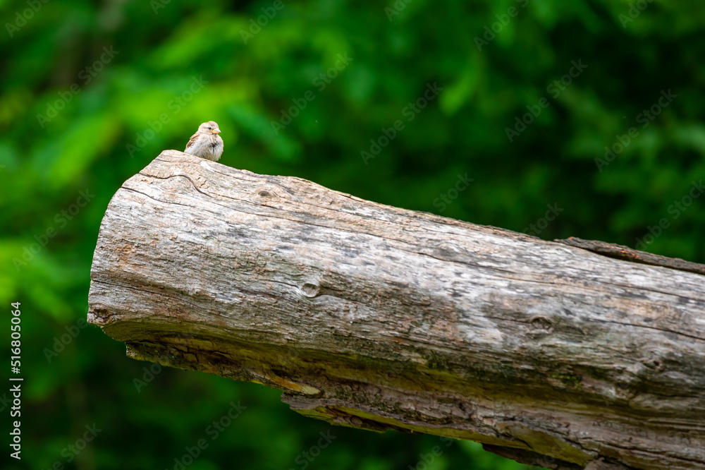 Small brown bird is sitting on big trunk, green background. Small brown bird is sitting on big trunk, green background.