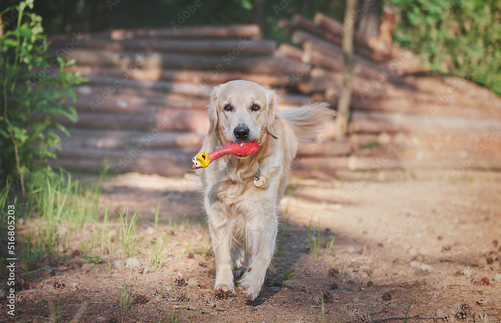 portrait of a dog breed golden retriever in motion, walking through the woods with a dog