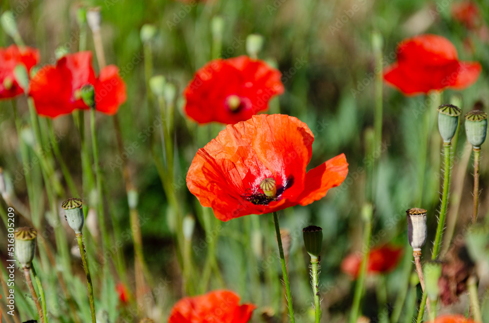 Red field poppies in the garden on a summer day. The beauty of wildflowers. Red field poppies in the garden on a summer day. The beauty of wildflowers.