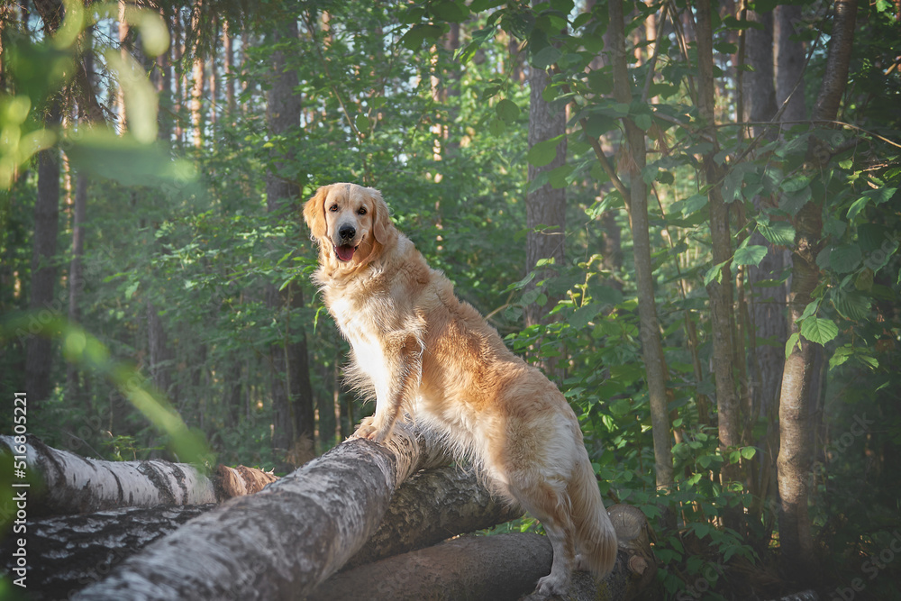 portrait of dog breed golden retriever close up, copy space