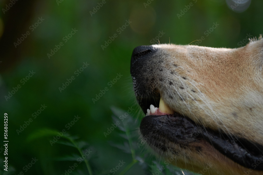 nose of a golden retriever dog breed close-up, copy space