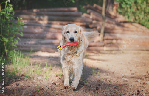 Obraz na płótnie portrait of a dog breed golden retriever in motion, walking through the woods with a dog w salonie