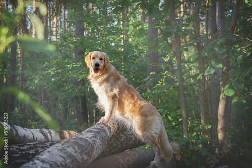 Obraz na płótnie portrait of dog breed golden retriever close up, copy space w salonie