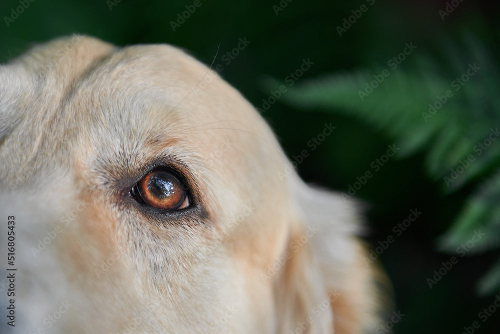 eye of a golden retriever dog breed close-up, copy space