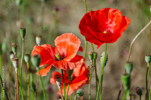 Red field poppies in the garden on a summer day. The beauty of wildflowers.