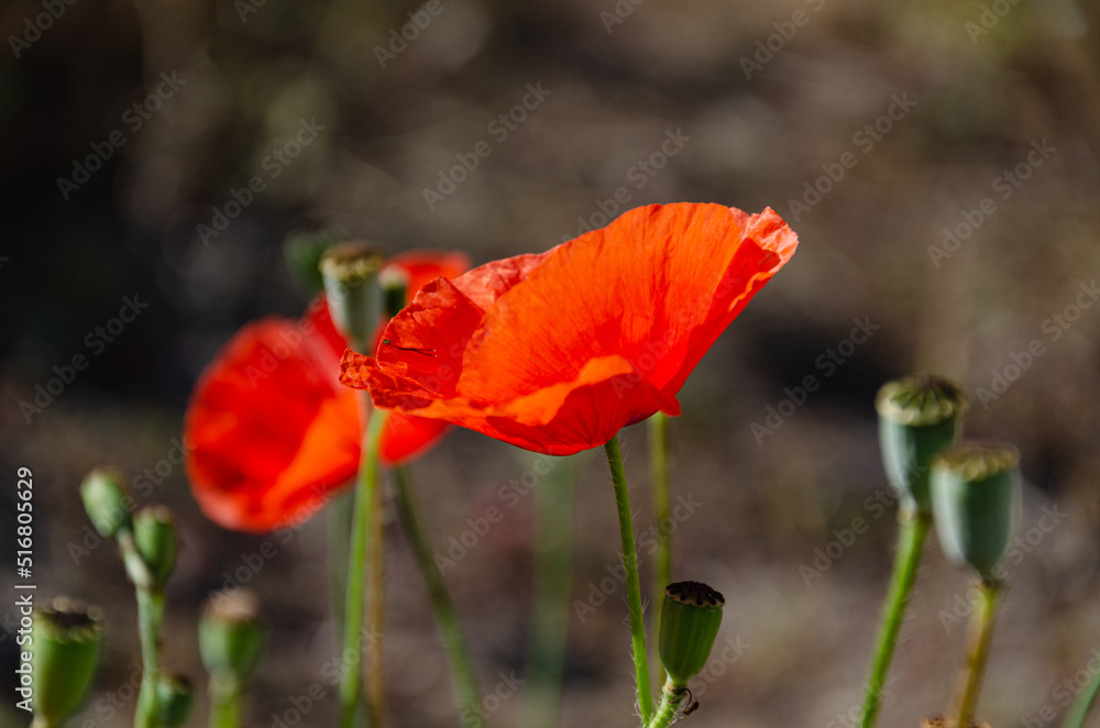 Red field poppies in the garden on a summer day. The beauty of wildflowers.