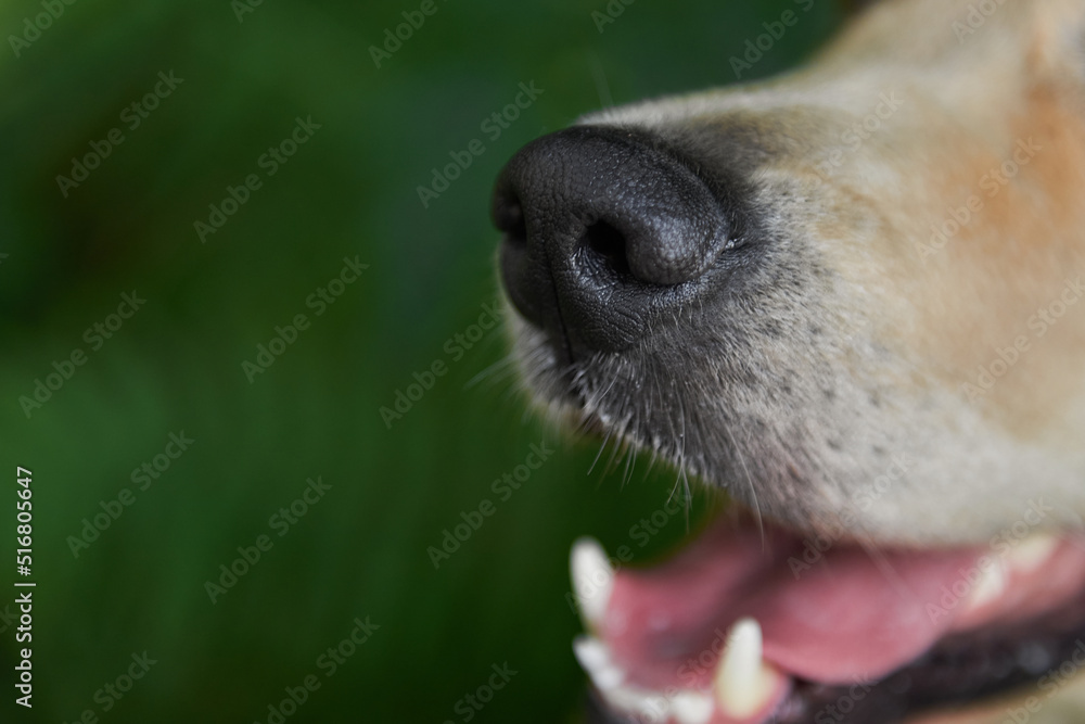 nose of a golden retriever dog breed close-up, copy space
