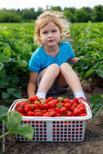 Child sitting in the field with strawberries in basket. Girl picks strawberry at the field, at a farm.