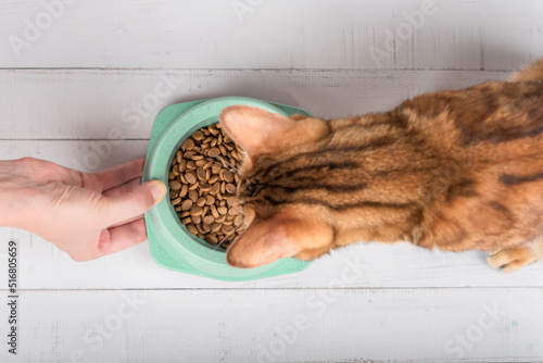 Foto A hand with a bowl of food holds out food to a cat.