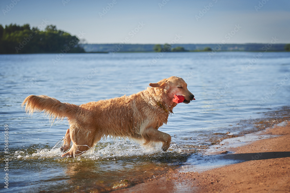 dog breed golden retriever runs along the seashore with a toy in his mouth