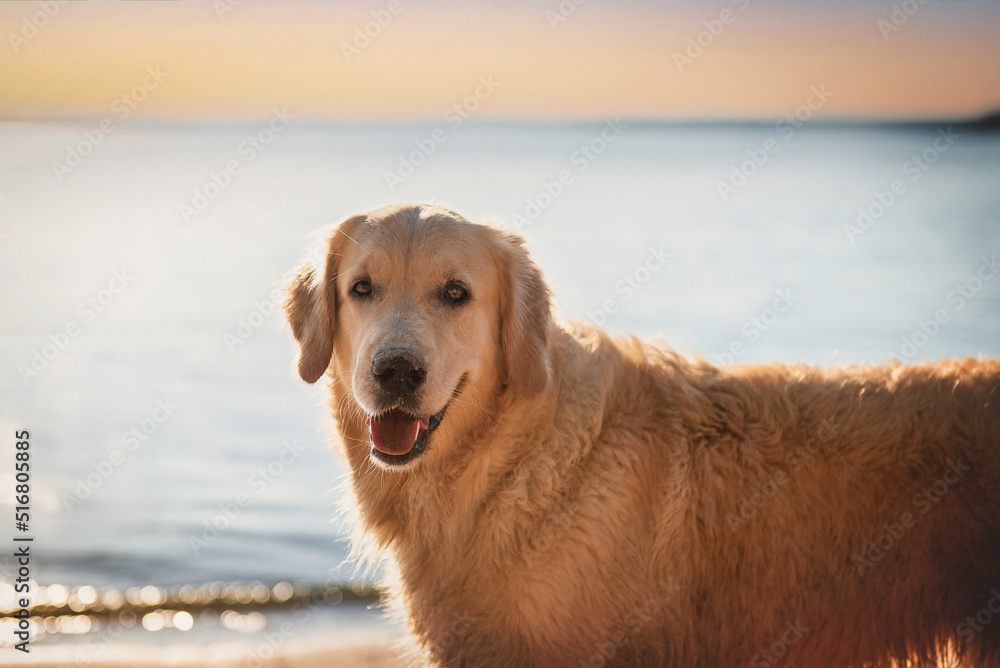 Close-up portrait of a golden retriever dog