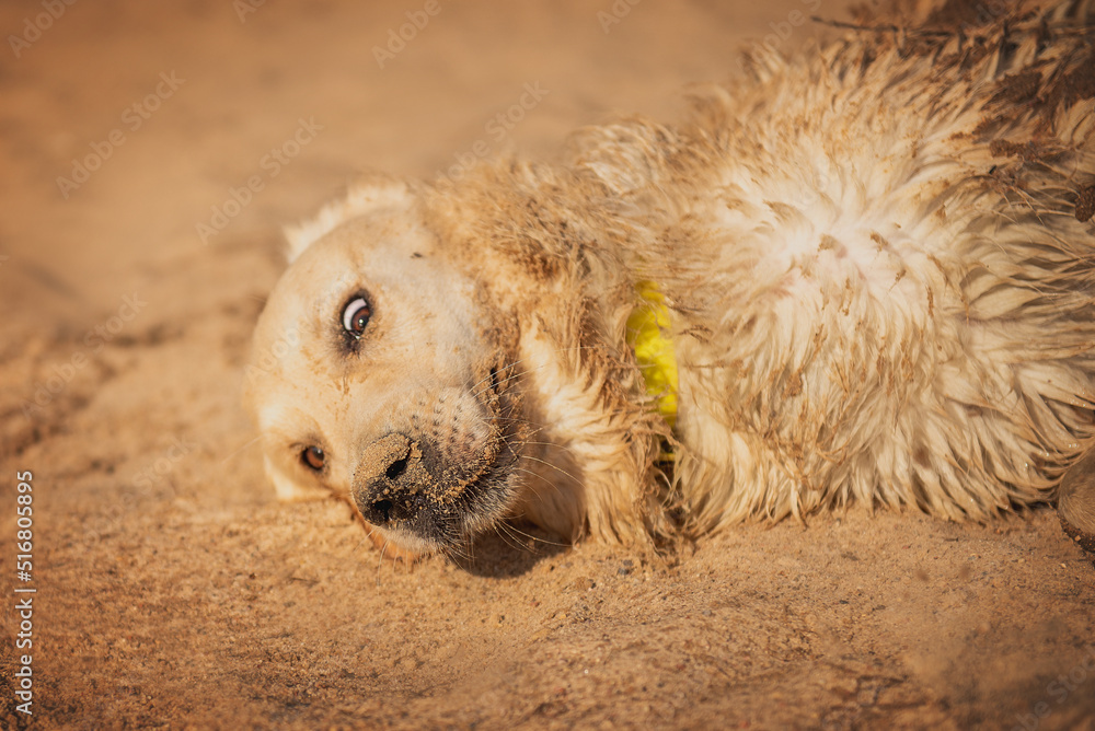 golden retriever dog lying in the sand on the beach