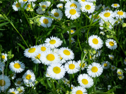 Erigeron philadelphicus photo