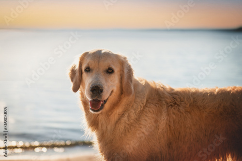 Obraz na płótnie Close-up portrait of a golden retriever dog w salonie