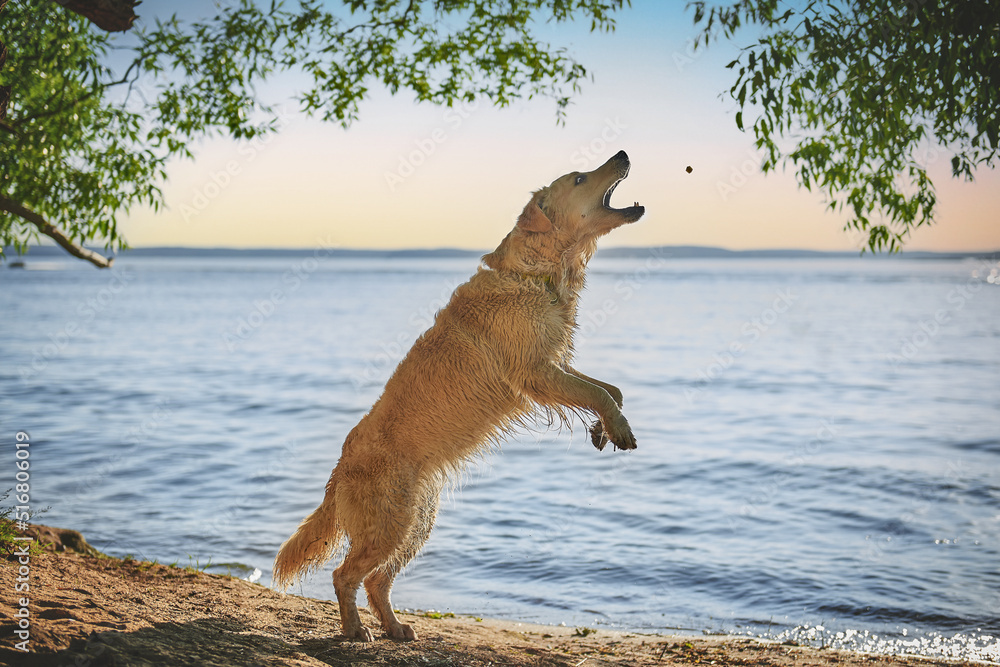 dog breed golden retriever jumps up for a piece of food