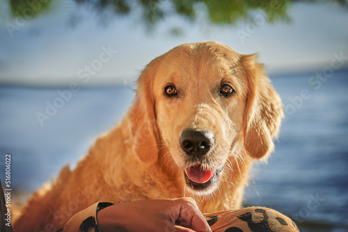 Fototapeta Naklejka Na Ścianę i Meble -  Close-up portrait of a golden retriever dog