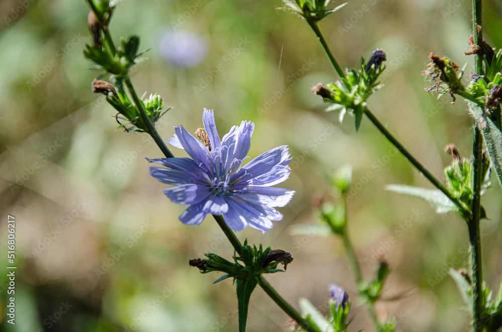 Obraz premium Beautiful blue chicory flower in the meadow on a sunny summer day. Flowering and fragrance of summer herbs.