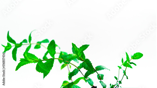 Young green leaves on mint sprouts close-up. Growing spices. White background. Selective focus.