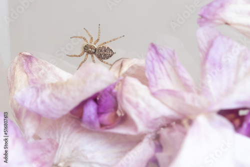 Tableau sur toile Salticidae