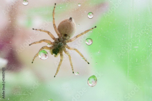 Obraz na plátně Salticidae