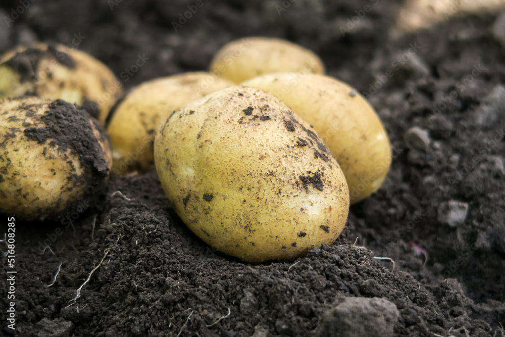 young potato tubers dug out of the garden on a potato farm. potato cultivation concept young potato tubers dug out of the garden on a potato farm. potato cultivation concept