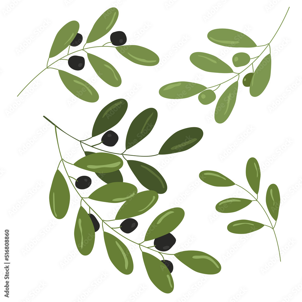 Olive branch vector illustration set isolated on white background 