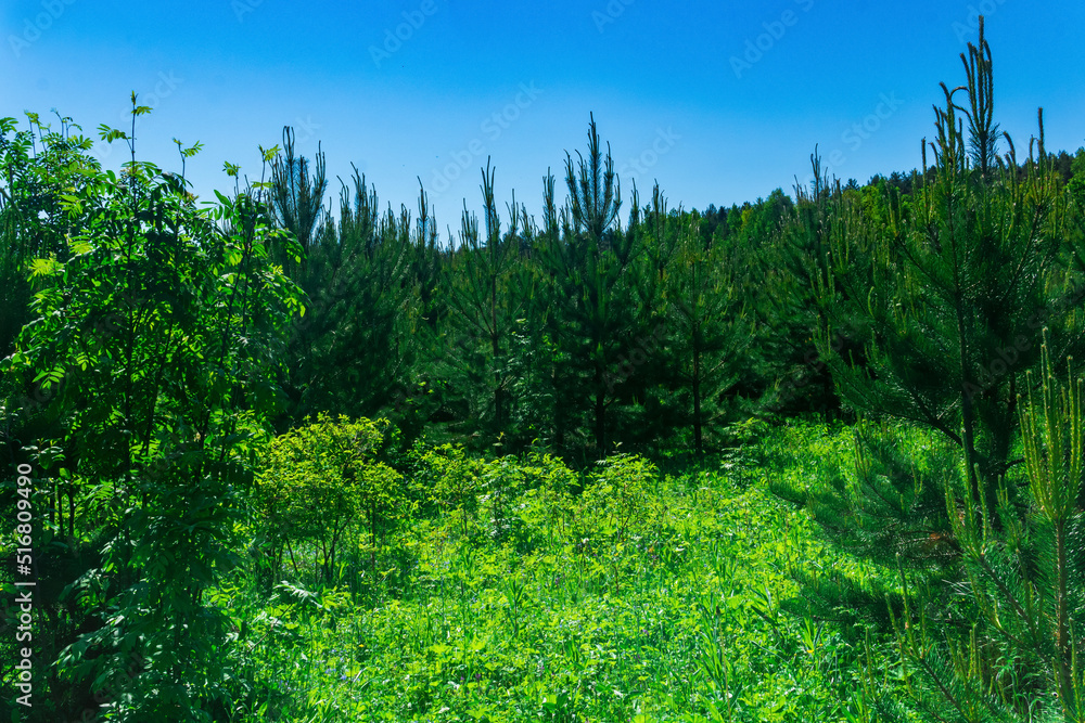 Fototapeta premium landscape with a sunny spring meadow at the edge of the forest