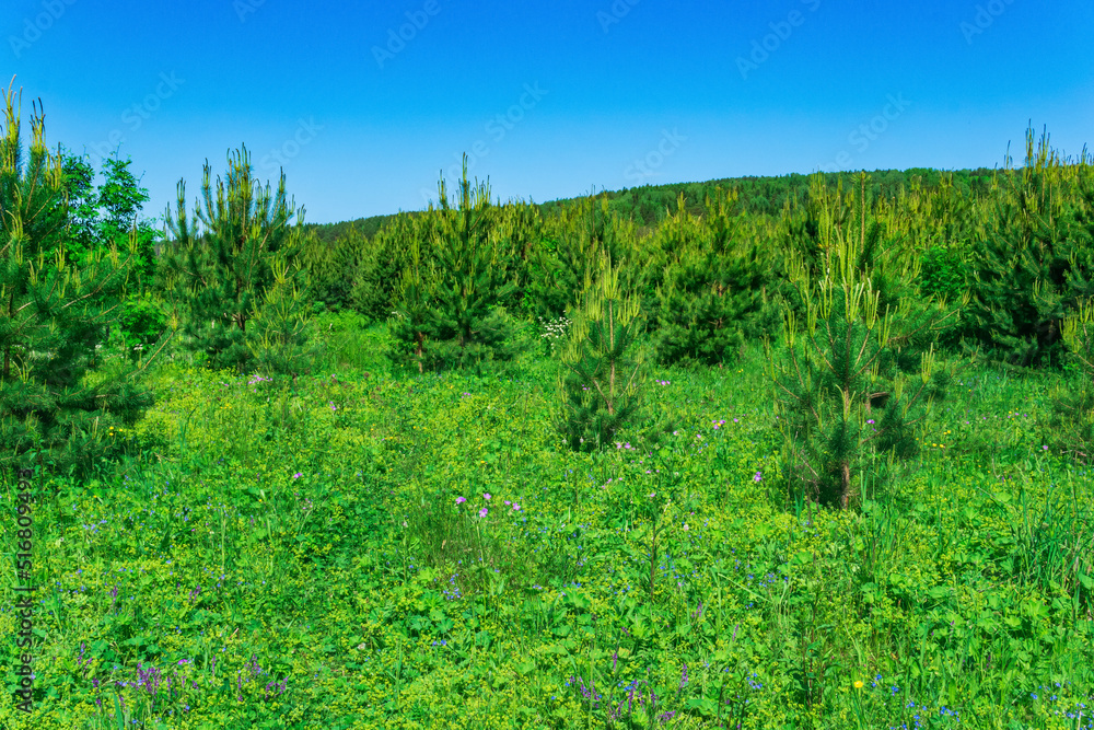 blooming transitional meadow with young spruce growth